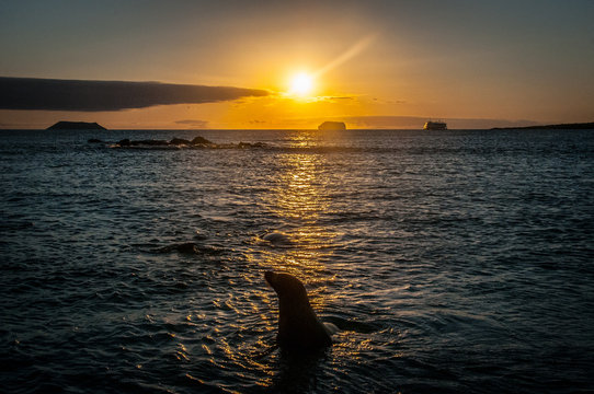 Seal in ocean during sunset