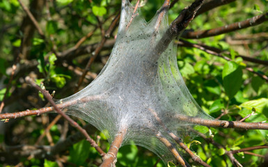 Caterpillar nest in an apple tree 