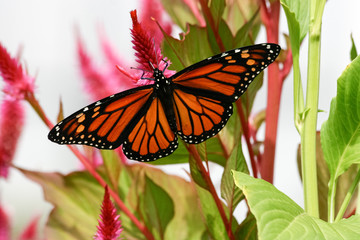 Naklejka premium Monarch Butterfly in Cape May
