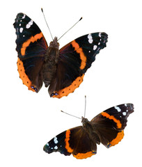 Obraz premium Red Admiral Butterflies