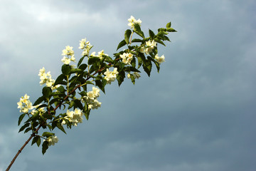 Beautiful jasmine blooming flowers against overcast sky background