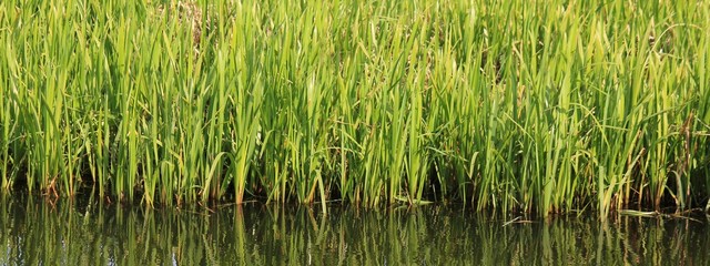 Green water plants reflecting in the water