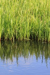 Green water plants reflecting in the water