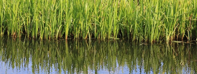 Green water plants reflecting in the water