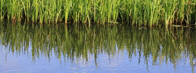Green water plants reflecting in the water