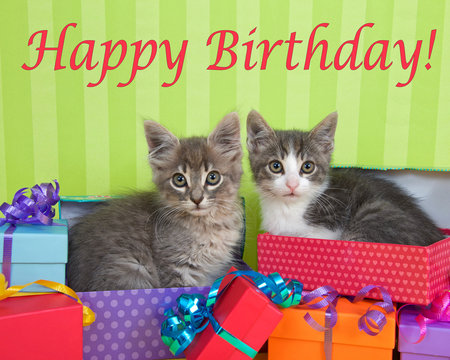 two month old tabby kittens peeking out of birthday present in a pile of brightly colored boxes with party hats, bright green stripped background with Happy Birthday text above