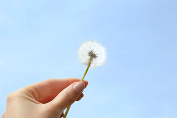 Female hand holding dandelion on blue sky background
