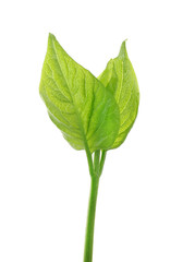 Green branch isolated on white