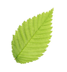 Green leaf isolated on white