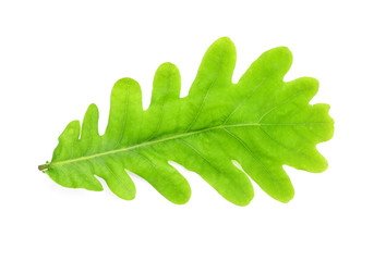 Green leaf isolated on white