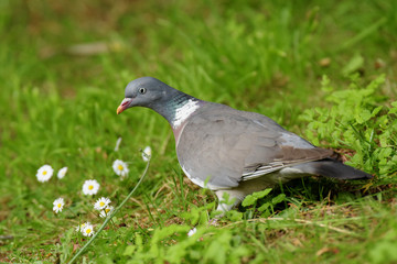 Common Wood Pigeon, Wood Pigeon, Columba palumbus