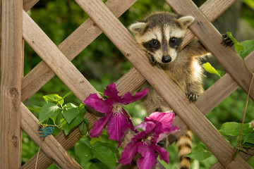 A baby raccoon climbing in the garden. © ondreicka