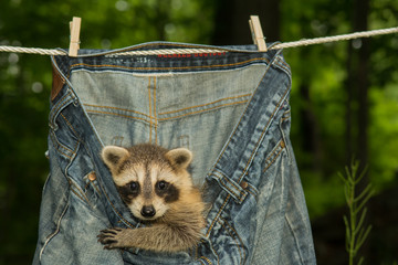 A baby raccoon hiding in the laundry drying on the clothes line. © ondreicka