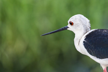 A close-up of a Black-Winged Stilt (Himantopus himantopus). Copyspace to the left.