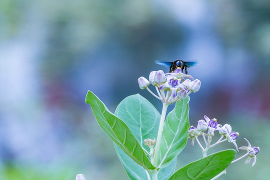 A Sting-less Bee (Tetrigona apicalis) facing square on to the camera atop a beautiful flower. Copy-space to the left.