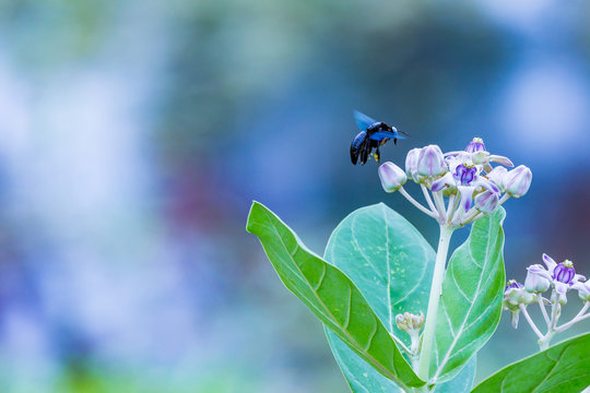 A Sting-less Bee (Tetrigona apicalis) about to land on a beautiful flower. Copyspace to the left.