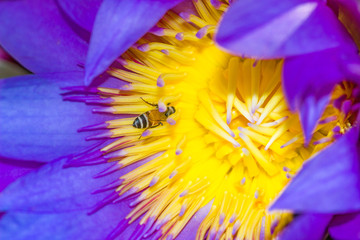 Eine Biene sammelt Pollen von einer Lotusblüte. Sein Kopf steckt tief in der Blüte. Kopieren Sie überall Platz, aber hauptsächlich nach links.