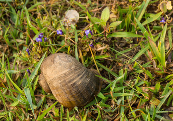 Shells on the green grass.