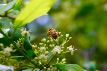 Bee on flowers