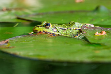 Teichfrosch bzw. Wasserfrosch (Pelophylax esculentus) sitzt auf dem Blatt einer Seerose