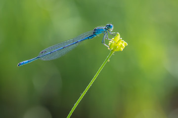 Hufeisen-Azurjungfer (Coenagrion puella) auf einer Pflanze am Teich bzw. Tümpel