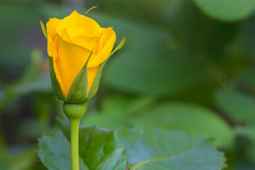 Fototapeta premium Gelbe und leicht geöffnete Blüte der Rose bzw. Rosen