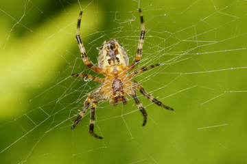 European Garden Spider, Diadem Spider, Cross Spider, Crowned Orb Weaver, Araneus diadematus