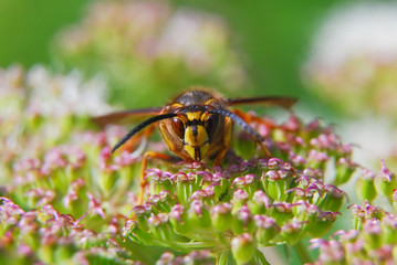 Paper wasp on flowers of Angelica