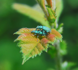 Weevils (Curculionidae) on birch leaves
