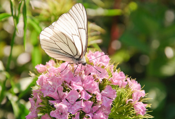 Butterfly aporia Crataegi on the Turkish carnation flower (Dianthus barbatus)