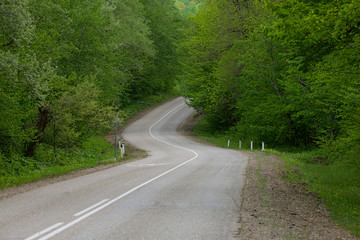 road in summer forest