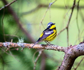 Obraz premium The Magnolia Warbler is a handsome and familiar warbler of the northern forests. Though it often forages conspicuously and close to the ground, it is a very shy and hard to photograph.