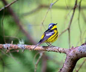 The Magnolia Warbler is a handsome and familiar warbler of the northern forests. Though it often forages conspicuously and close to the ground, it is a very shy and hard to photograph.