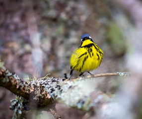 The Magnolia Warbler is a handsome and familiar warbler of the northern forests. Though it often forages conspicuously and close to the ground, it is a very shy and hard to photograph.