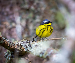 The Magnolia Warbler is a handsome and familiar warbler of the northern forests. Though it often forages conspicuously and close to the ground, it is a very shy and hard to photograph.