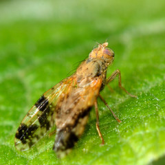 Tephritis bardanae gall fly. Fly in the family Tephritidae, responsible for galls on burdock (Arctium sp.)