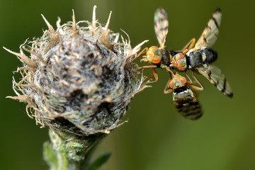 Urophora jaceana galls flies mating on host plant. Flies in the family Tephritidae, on black knapweed (Centaurea nigra), in which larva develop in chambers within galls on the flowerhead