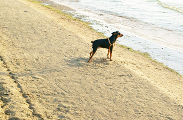 Mini Pinscher or King of the Toys on the beach