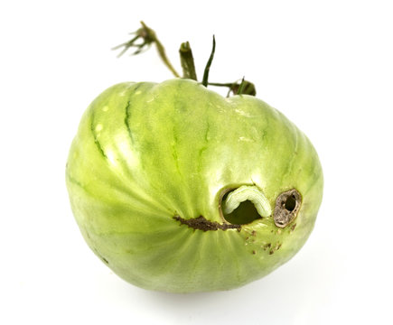 Caterpillar Tomato Pests