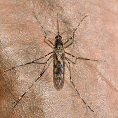 Banded mosquito (Culiseta annulata) from above. The largest British mosquito at rest, showing black and white bands on legs