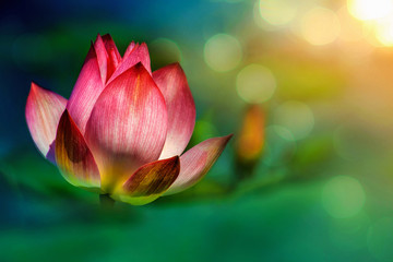Fine art photography with Lotus flower