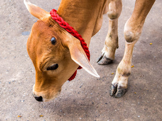 Close up of Banteng, wildlife sanctuary in Thailand