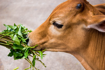 Close up of Banteng with food. wildlife sanctuary in Thailand