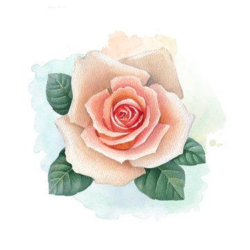 Watercolor illustration of a rose flower