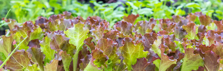 Plantação de Alface. © JCLobo