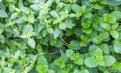 Manjeric&atilde;o e hortel&atilde;.