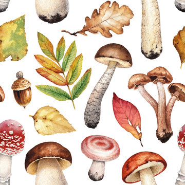 Watercolor illustrations of mushrooms and leaves