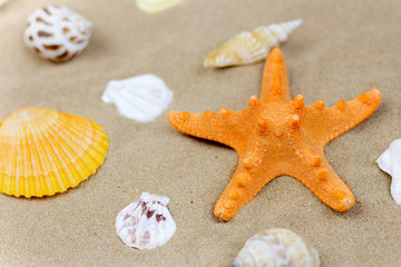 Fototapeta na wymiar Beach with sand starfish and shells isolated over white