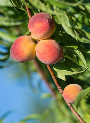 Sweet peaches ripening on peach tree branch in the garden, closeup