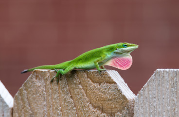 Green Anole lizard (Anolis carolinensis) showing off his bright pink dewlap on the top of fence